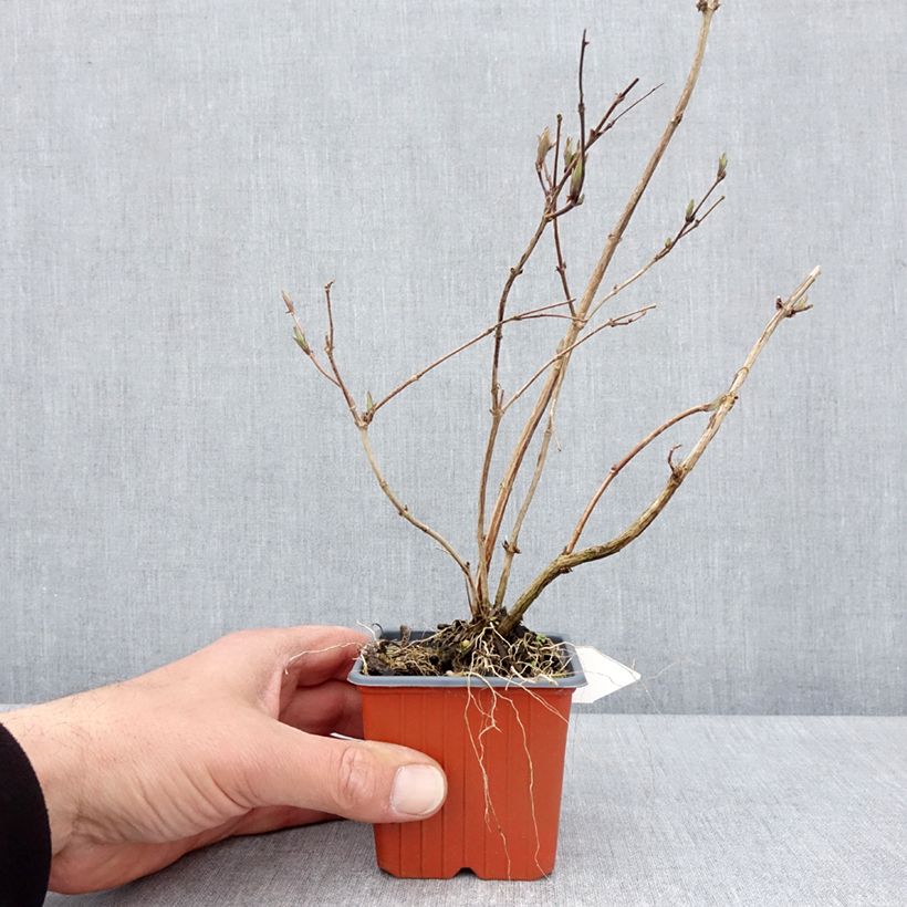 Spécimen de Deutzia purpurascens Kalmiiflora - Deutzie Godet de 8/9 cm tel que livré au printemps