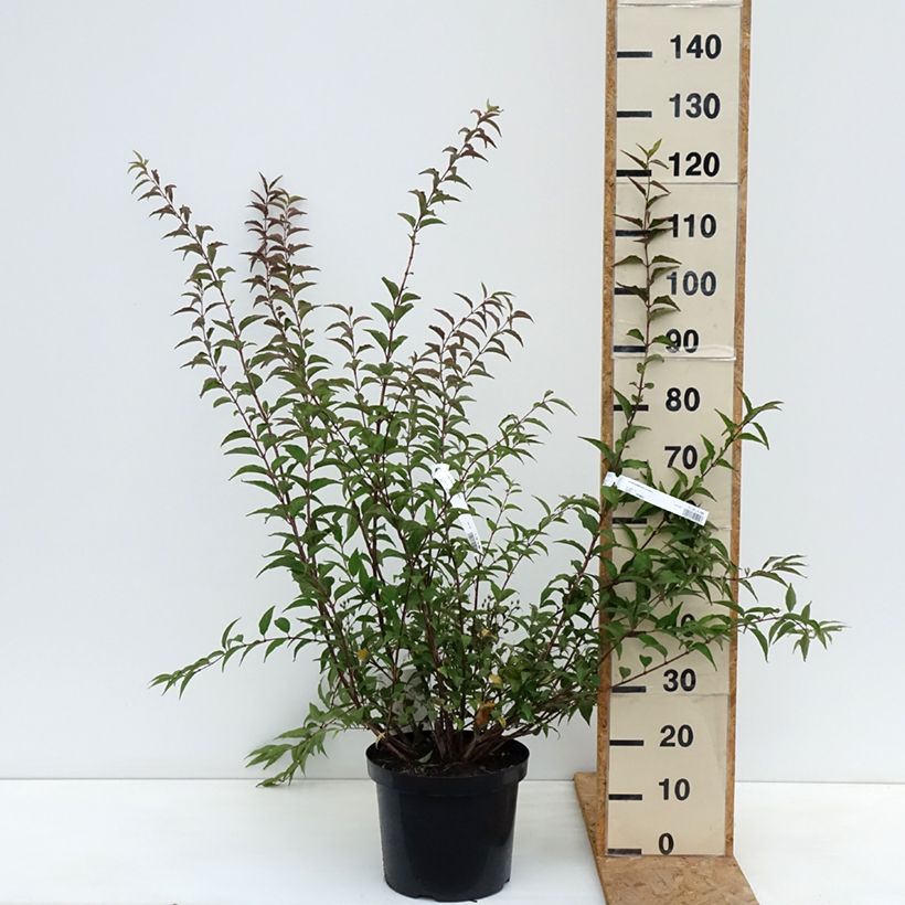 Spécimen de Deutzia purpurascens Kalmiiflora - Deutzie Pot de 7,5L/10L tel que livré en automne