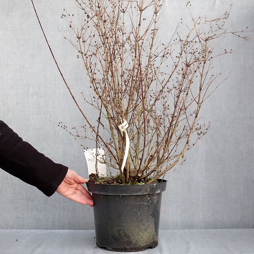 Spécimen de Deutzia purpurascens Kalmiiflora - Deutzie Pot de 7,5L/10L tel que livré en hiver