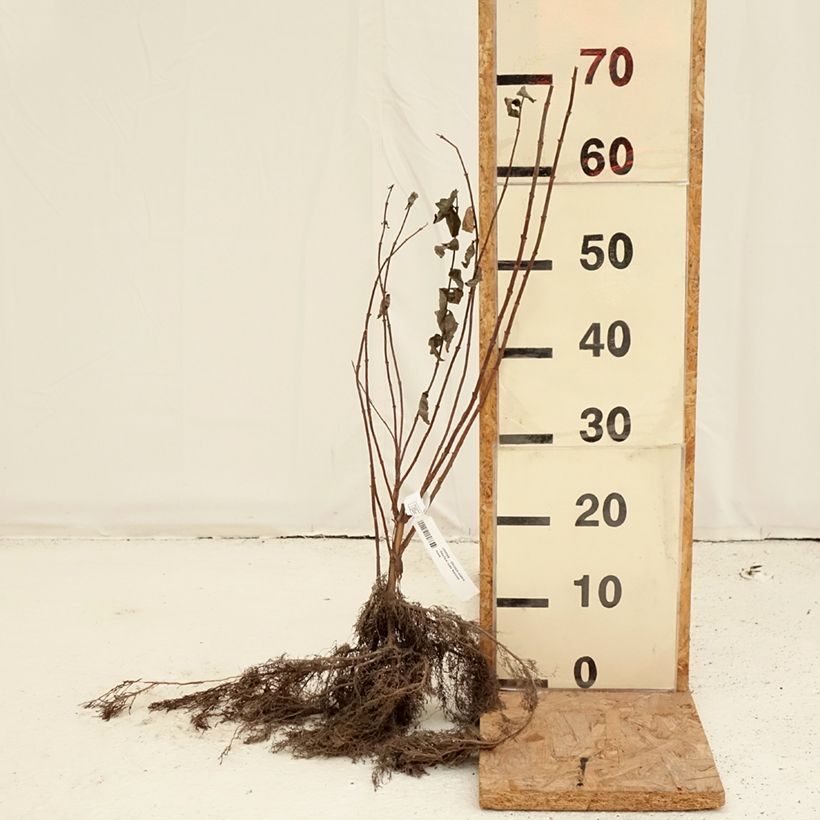 Spécimen de Deutzia scabra - Deutzie rude Racines nues tel que livré en hiver