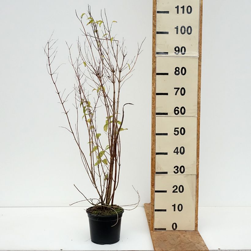 Spécimen de Deutzia scabra Plena - Deutzie Pot de 2L/3L tel que livré en automne