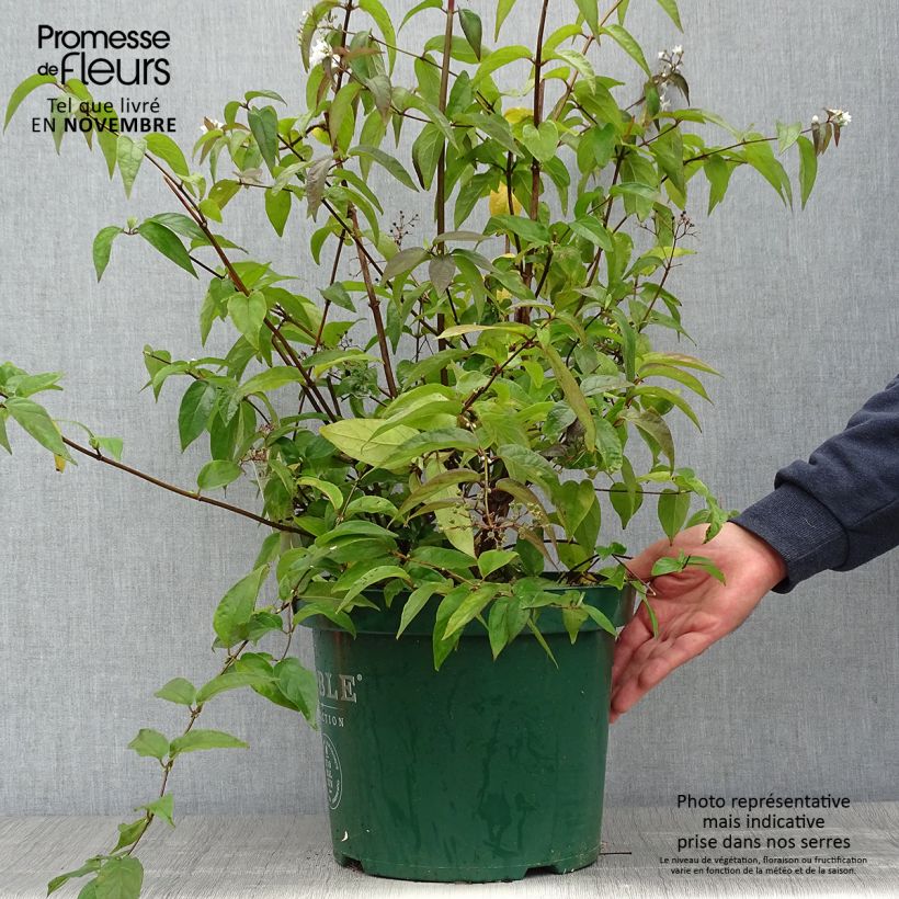 Spécimen de Deutzia setchuenensis Corymbiflora Pot de 7,5L/10L tel que livré en automne