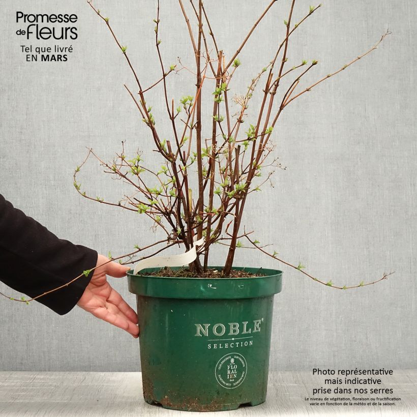 Spécimen de Deutzia setchuenensis Corymbiflora Pot de 7,5L/10L tel que livré au printemps
