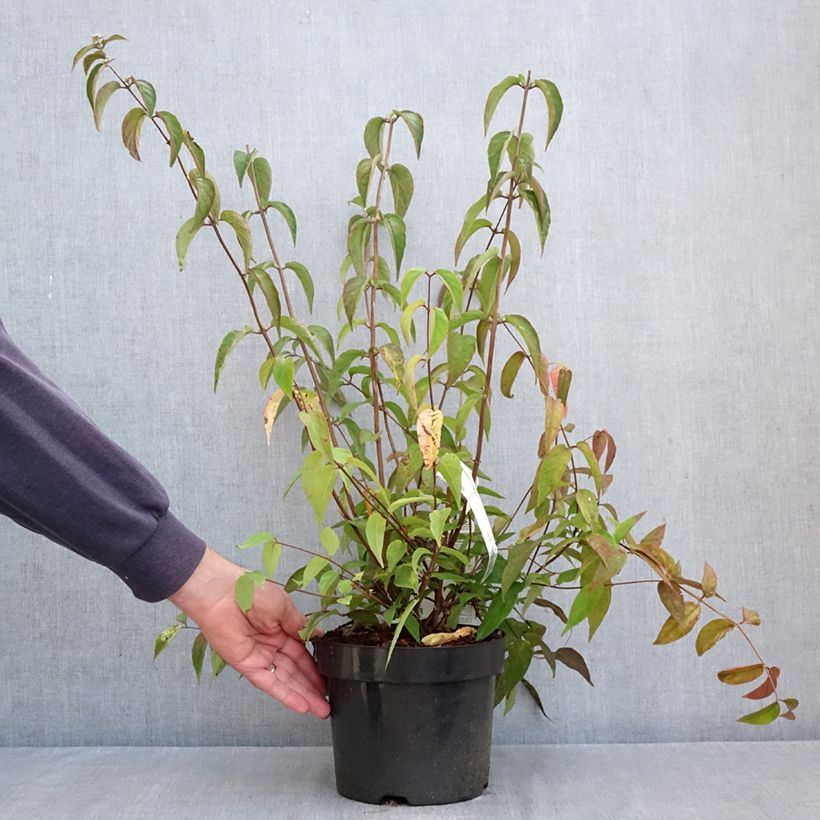 Spécimen de Deutzia setchuenensis Corymbiflora Pot de 2L/3L tel que livré en automne