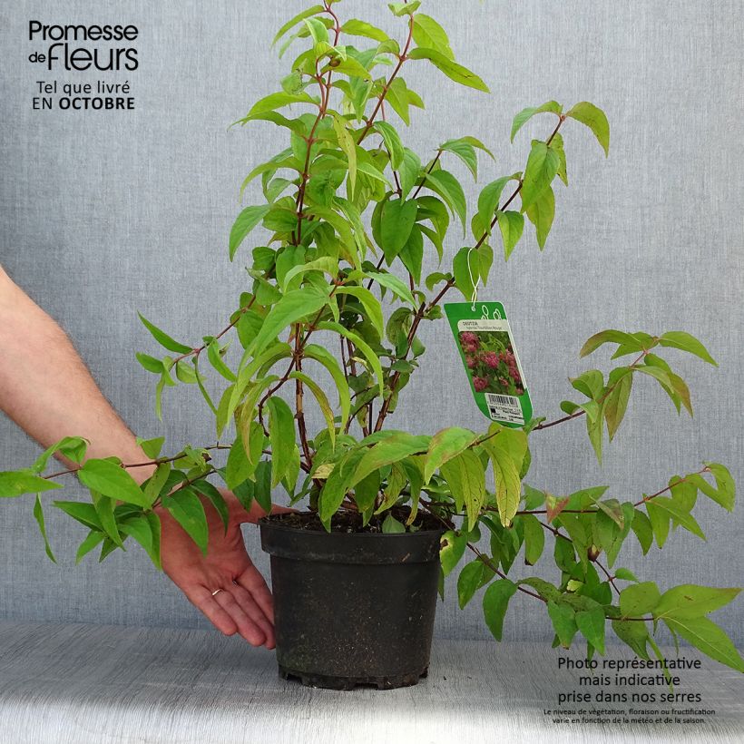Spécimen de Deutzia Tourbillon Rouge Pot de 2L/3L tel que livré en automne