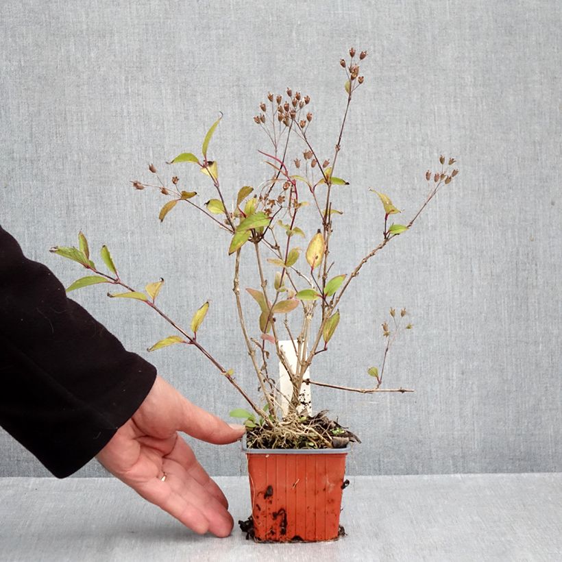 Spécimen de Deutzia x lemoinei - Deutzie Godet de 8/9 cm tel que livré en automne