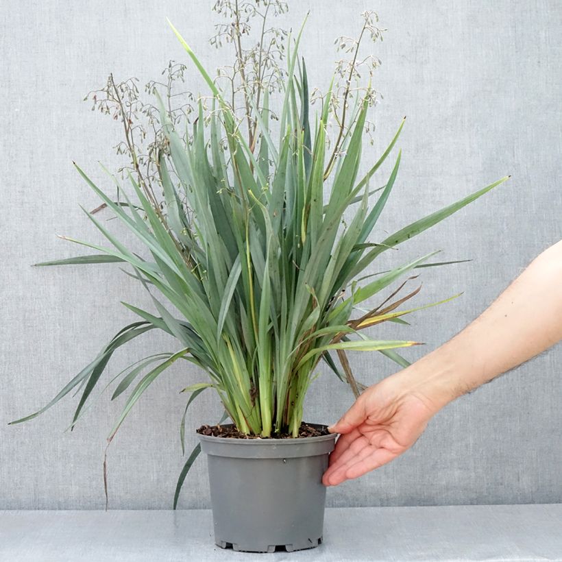 Spécimen de Dianella caerulea Cassa Blue Pot de 2L/3L tel que livré au printemps
