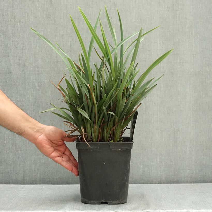 Spécimen de Dianella revoluta Blue Stream Pot de 3L/4L tel que livré en été