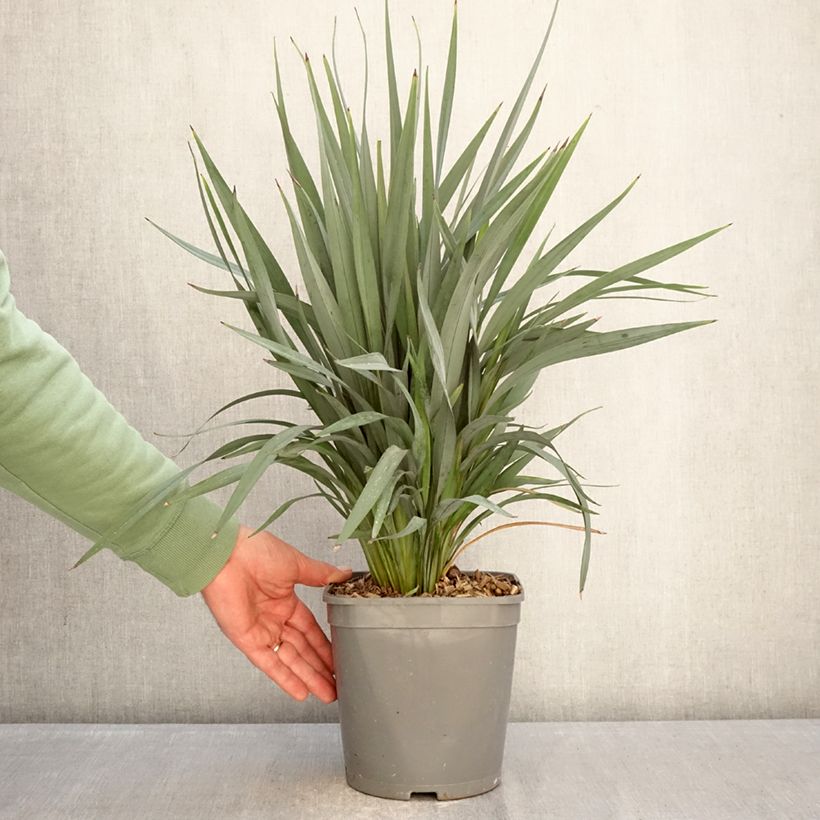 Dianella revoluta Clarity Blue Vaso da 4L/5L esemplare consegnato in inverno