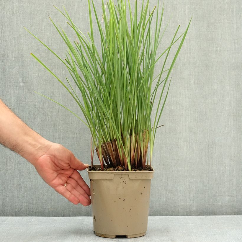 Spécimen de Dianella revoluta Coolvista Pot de 3L/4L tel que livré en été