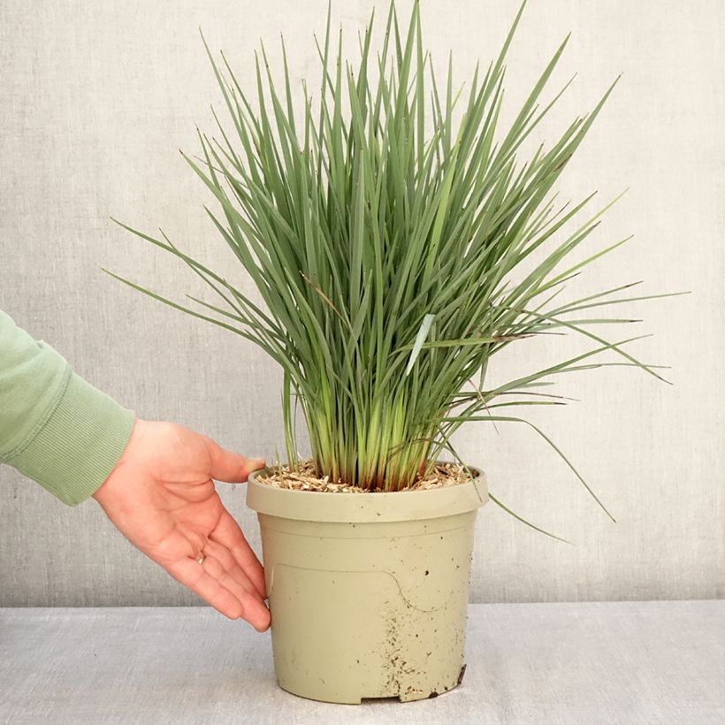 Dianella revoluta Coolvista 3L/4L pot sample as delivered in winter