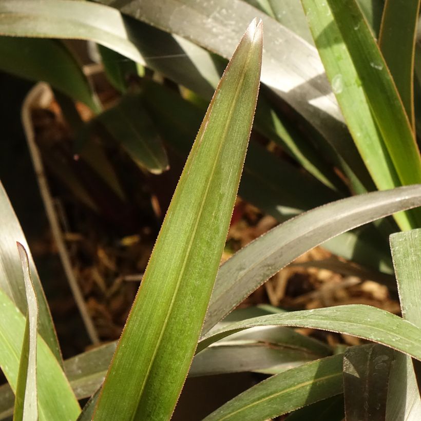 Dianella tasmanica Blaze (Feuillage)