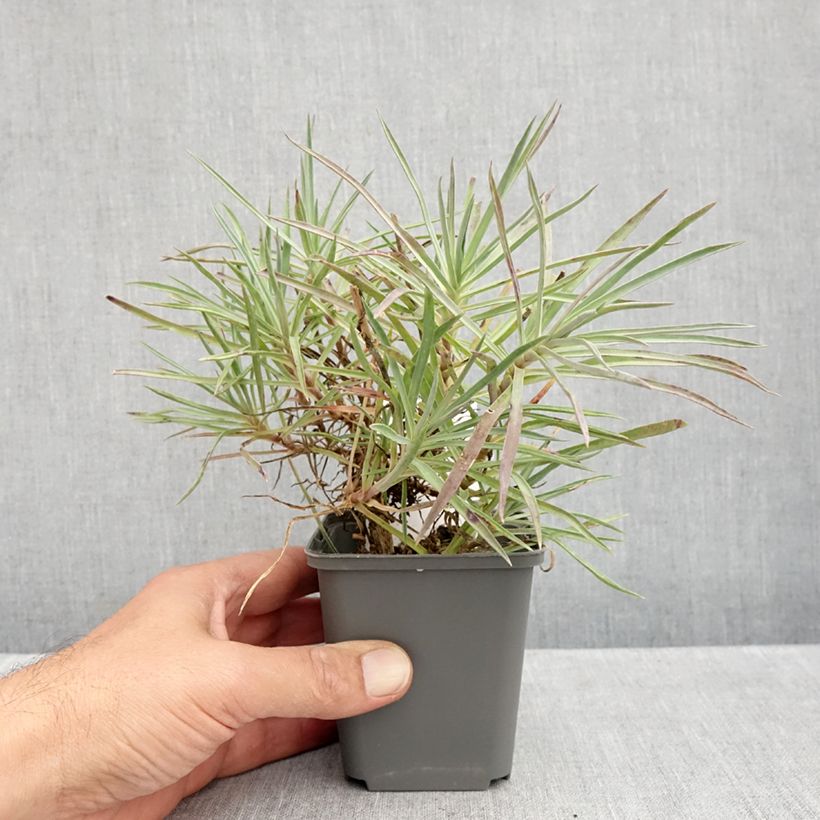 Spécimen de Dianthus allwoodii Alice - Oeillet mignardise rouge et blanc Godet de 8/9 cm tel que livré en automne