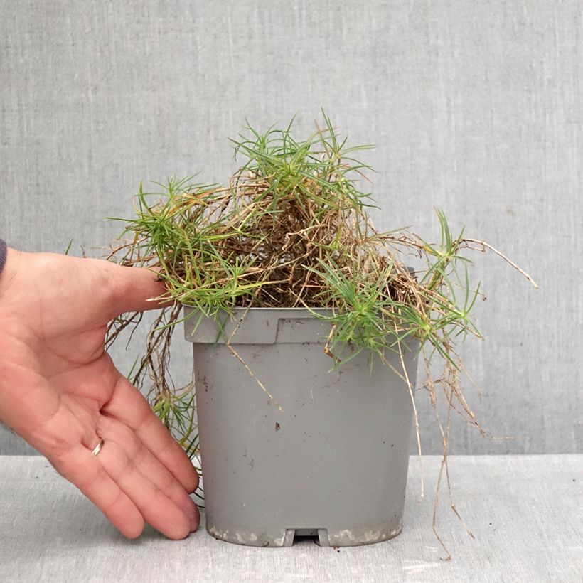 Spécimen de Dianthus arenarius - Oeillet des sables Pot de 2L/3L tel que livré en automne