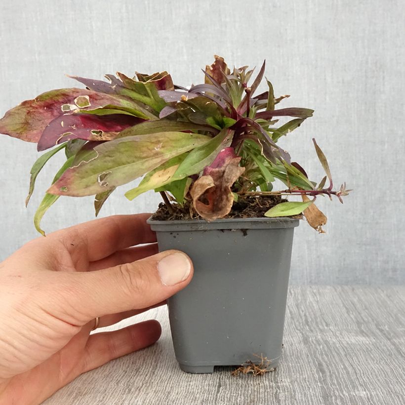 Dianthus barbatus Oeschberg - Garofano dei poeti Vasetto da 8/9 cm esemplare consegnato in primavera