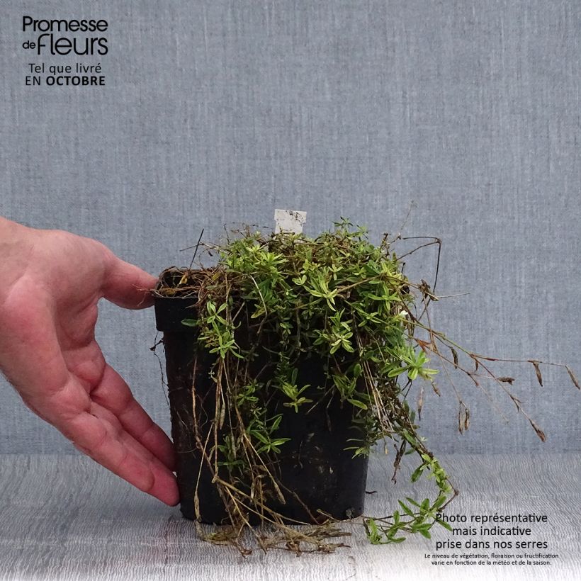 Spécimen de Dianthus deltoides Albiflorus - Oeillet des landes Pot de 2L/3L tel que livré en automne