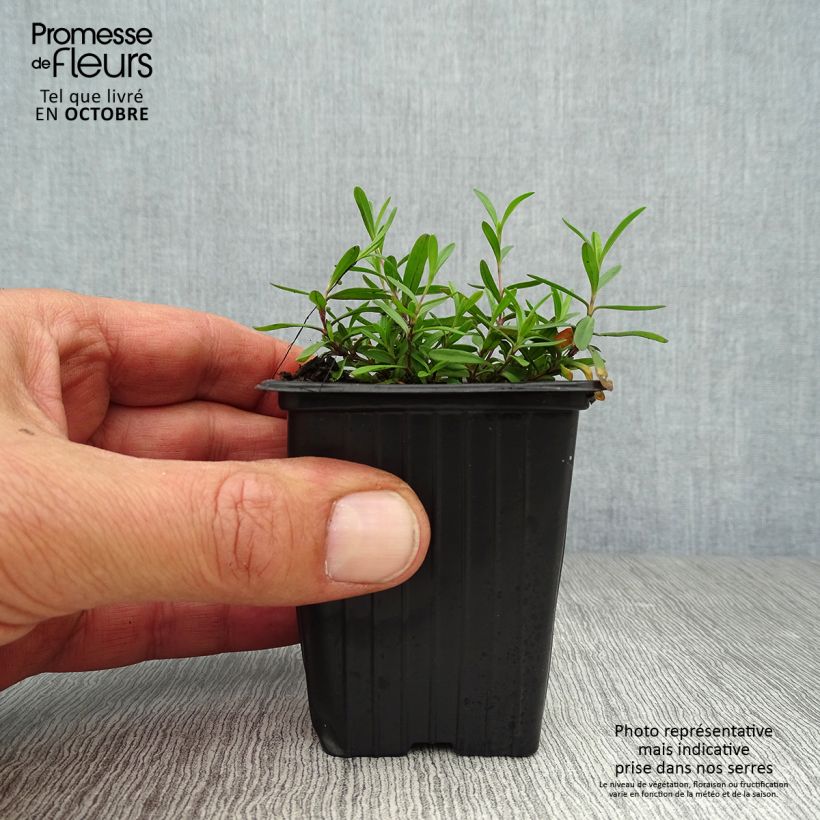 Spécimen de Dianthus deltoides Brillant - Oeillet des landes Godet de 7/8 cm tel que livré en automne