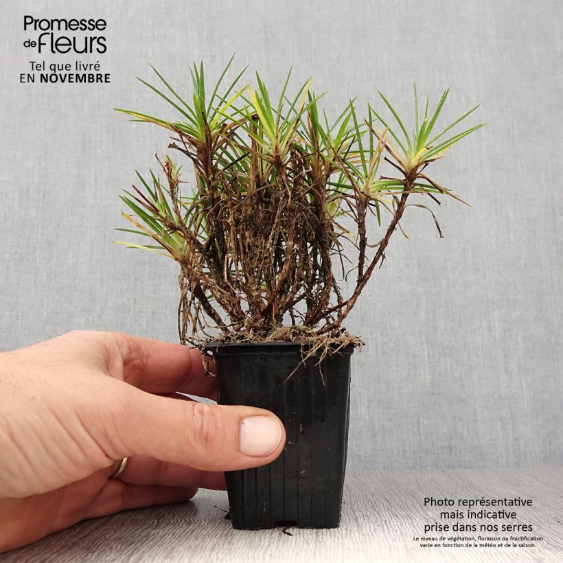 Spécimen de Dianthus Evening Star - Oeillet nain Godet de 7/8 cm tel que livré en automne