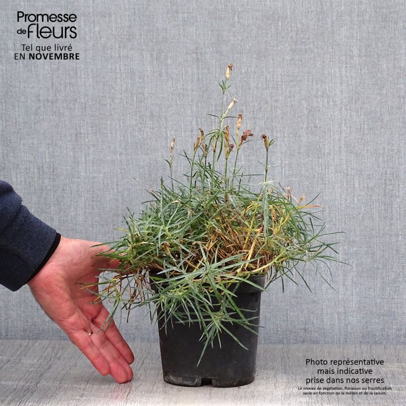 Spécimen de Dianthus gratianopolitanus Badenia - oeillet de pentecôte rouge Pot de 2L/3L tel que livré en automne