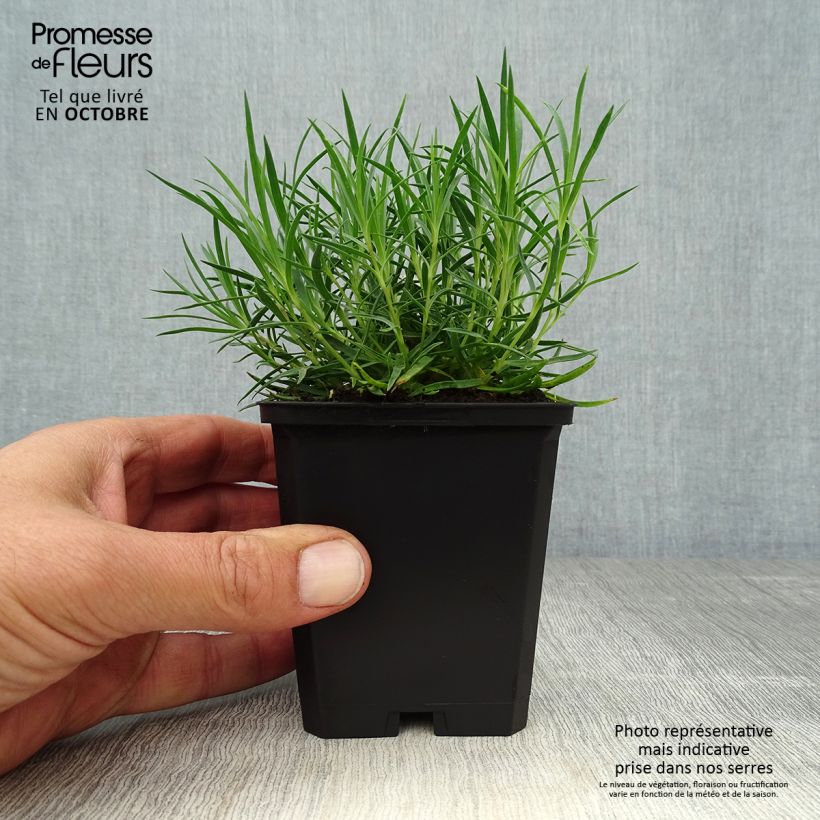 Spécimen de Dianthus gratianopolitanus Eydangeri - Oeillet de pentecôte Godet de 8/9 cm tel que livré en automne