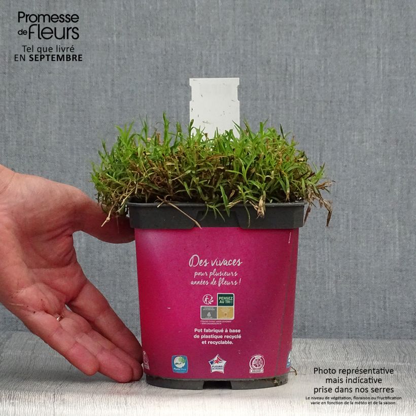 Spécimen de Dianthus gratianopolitanus Kahori - Œillet de pentecôte Pot de 2L/3L tel que livré en automne