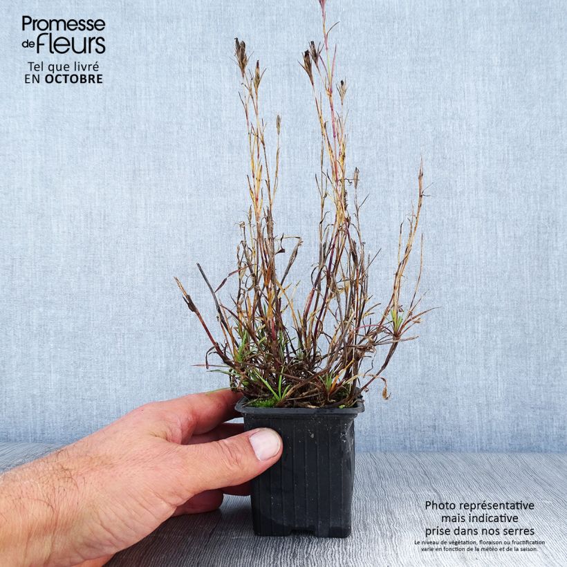 Spécimen de Dianthus knappii - Œillet de Knapp Godet de 8/9 cm tel que livré en automne