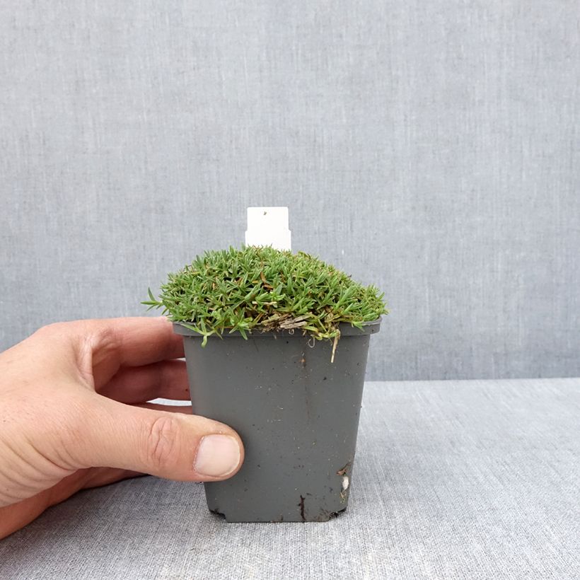 Dianthus gratianopolitanus La Bourboule Alba - Garofano di Grenoble Vasetto da 8/9 cm esemplare consegnato in primavera