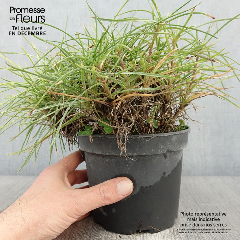 Spécimen de Dianthus plumarius Cranmere Pool - Oeillet mignardise Pot de 2L/3L tel que livré en automne