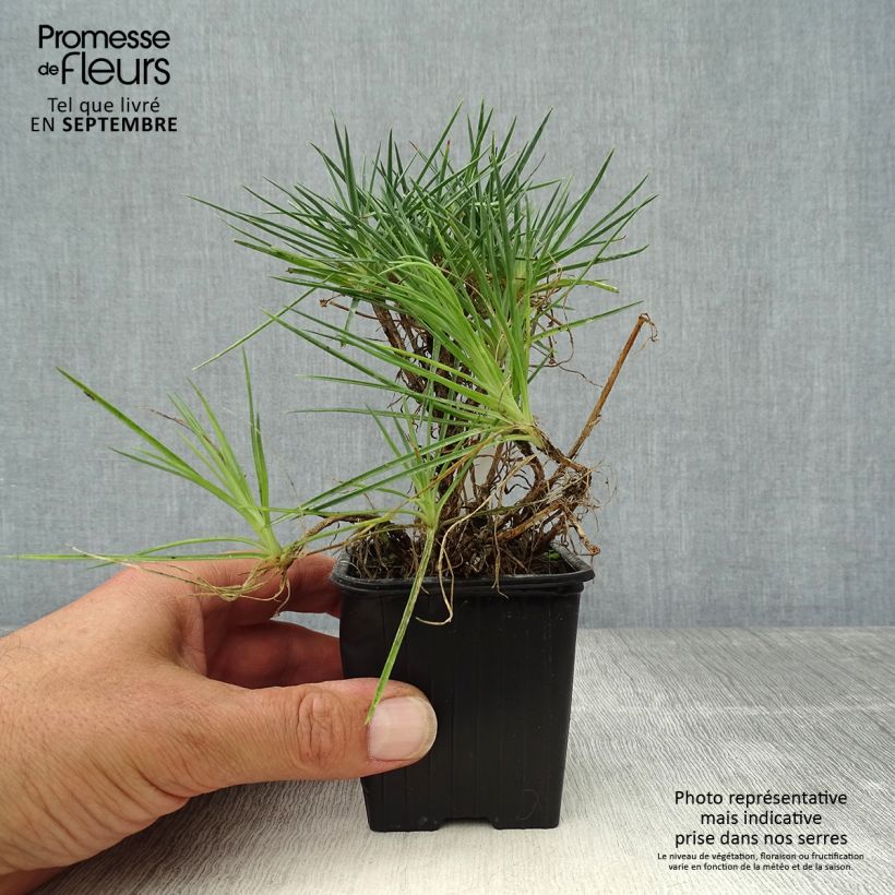 Spécimen de Dianthus plumarius Desmond - Oeillet mignardise rouge foncé Godet de 8/9 cm tel que livré en automne