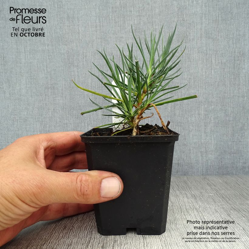 Spécimen de Dianthus plumarius Devon Cream - Oeillet mignardise Godet de 8/9 cm tel que livré en automne