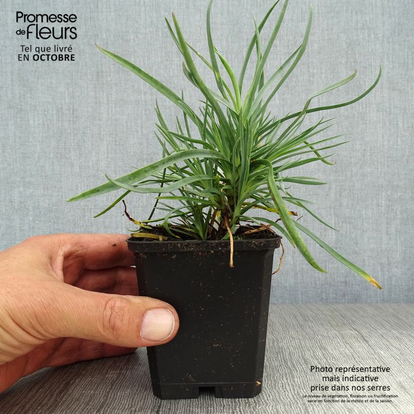 Spécimen de Dianthus plumarius Haytor white - Oeillet mignardise blanc Godet de 8/9 cm tel que livré en automne