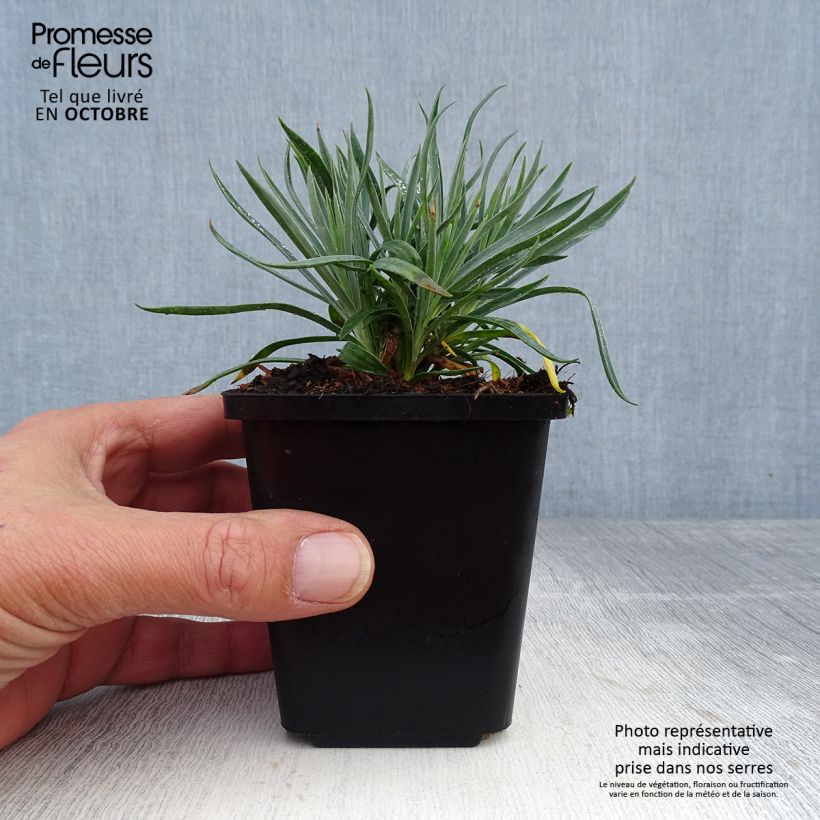 Spécimen de Dianthus plumarius Heidi - Oeillet mignardise  Godet de 8/9 cm tel que livré en automne