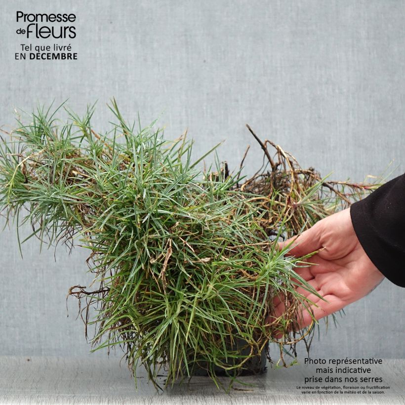 Spécimen de Dianthus plumarius Moulin Rouge (Pink Bicolour) - Oeillet mignardise Pot de 2L/3L tel que livré en hiver