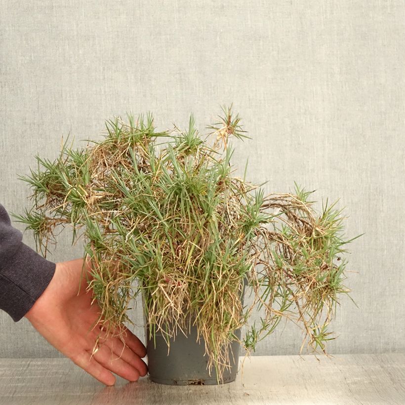 Spécimen de Dianthus plumarius Moulin Rouge (Pink Bicolour) - Oeillet mignardise Pot de 2L/3L tel que livré au printemps