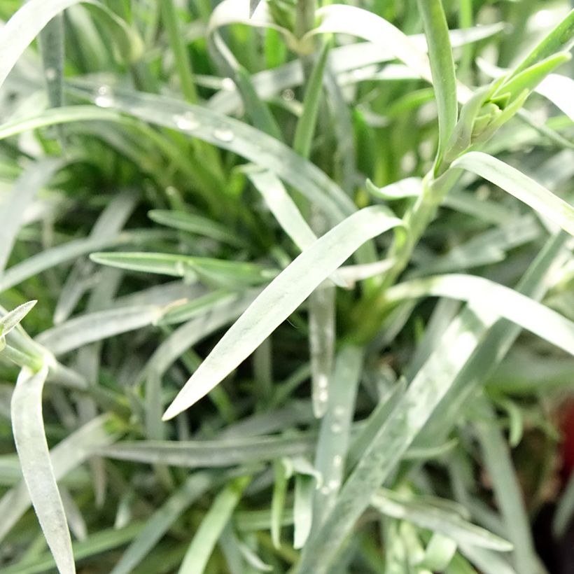 Dianthus plumarius Passion Hot Red - Œillet mignardise (Feuillage)
