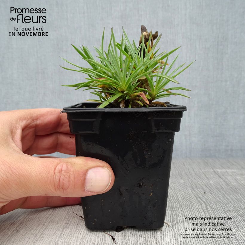 Spécimen de Dianthus plumarius Scent First Coconut Sundae - Oeillet mignardise Godet de 7/8 cm tel que livré en automne