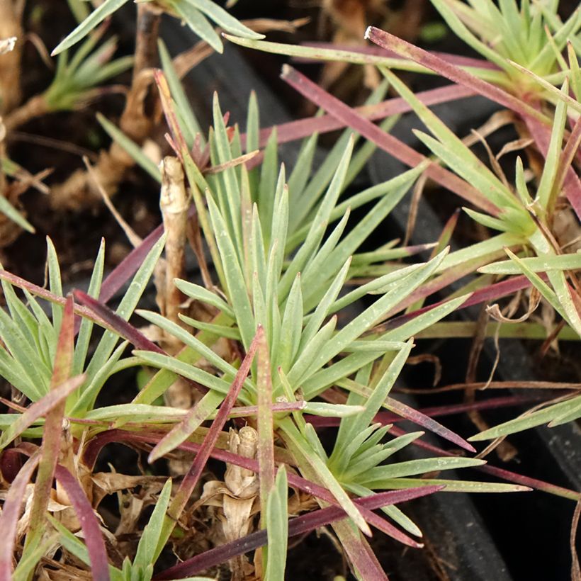 Dianthus plumarius Scent First Iced Gem - Oeillet mignardise (Feuillage)