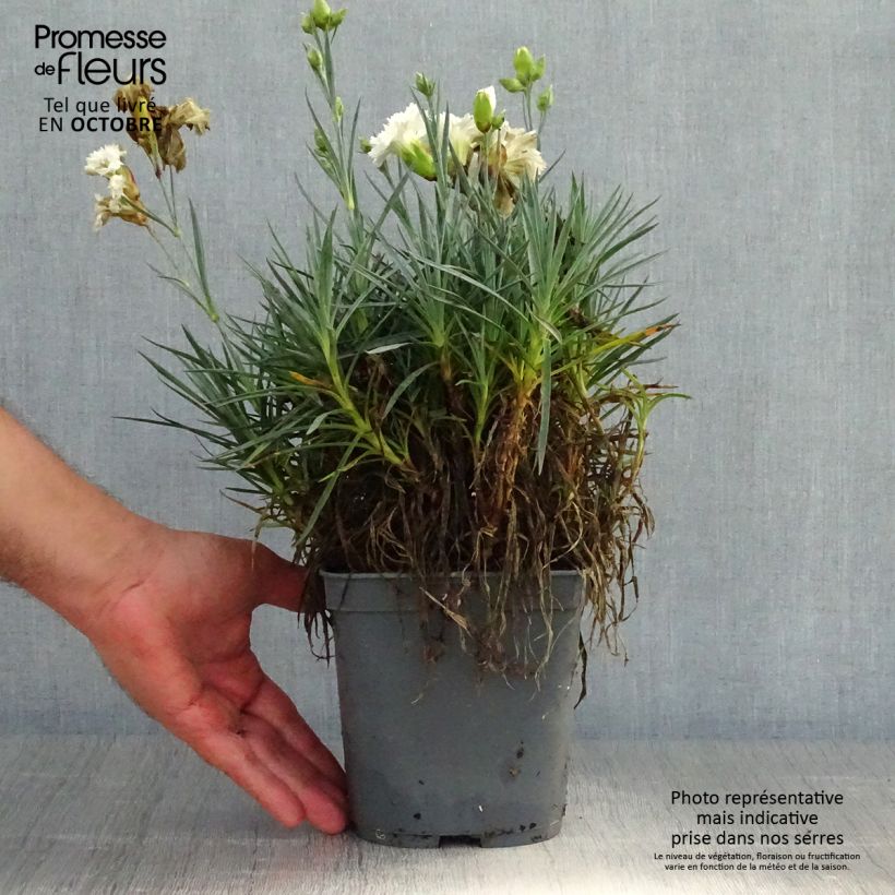 Spécimen de Dianthus plumarius Scent First Romance - Oeillet mignardise Pot de 2L/3L tel que livré en automne