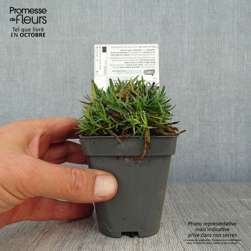 Spécimen de Dianthus plumarius Warden Hybrid -Oeillet mignardise  Godet de 8/9 cm tel que livré en automne