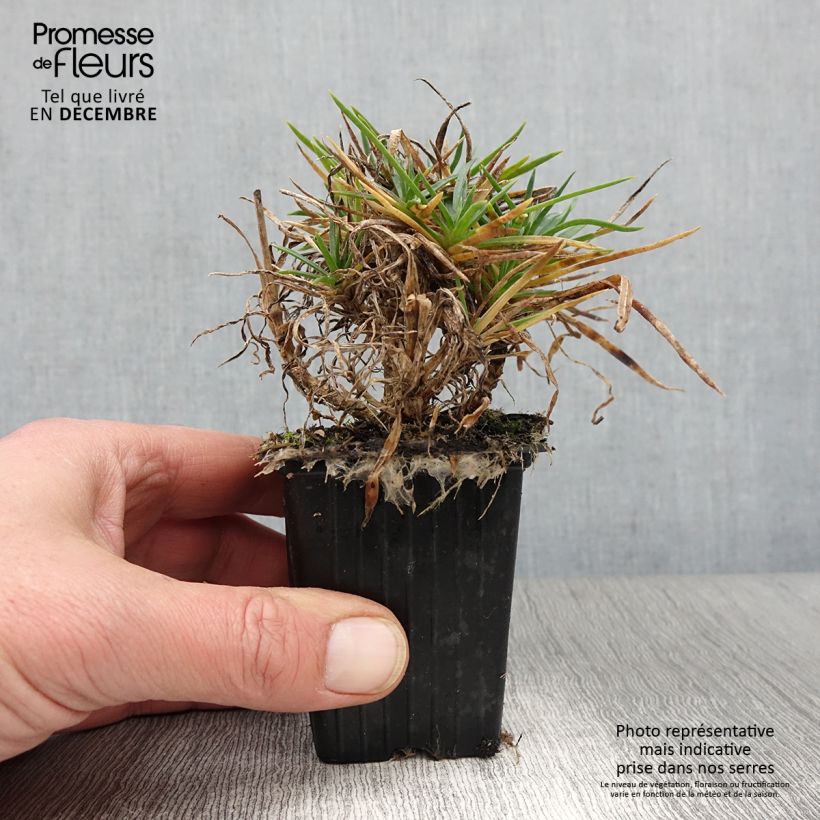 Spécimen de Dianthus Scent First Coral Reef - Œillet mignardise Godet de 7/8 cm tel que livré en automne