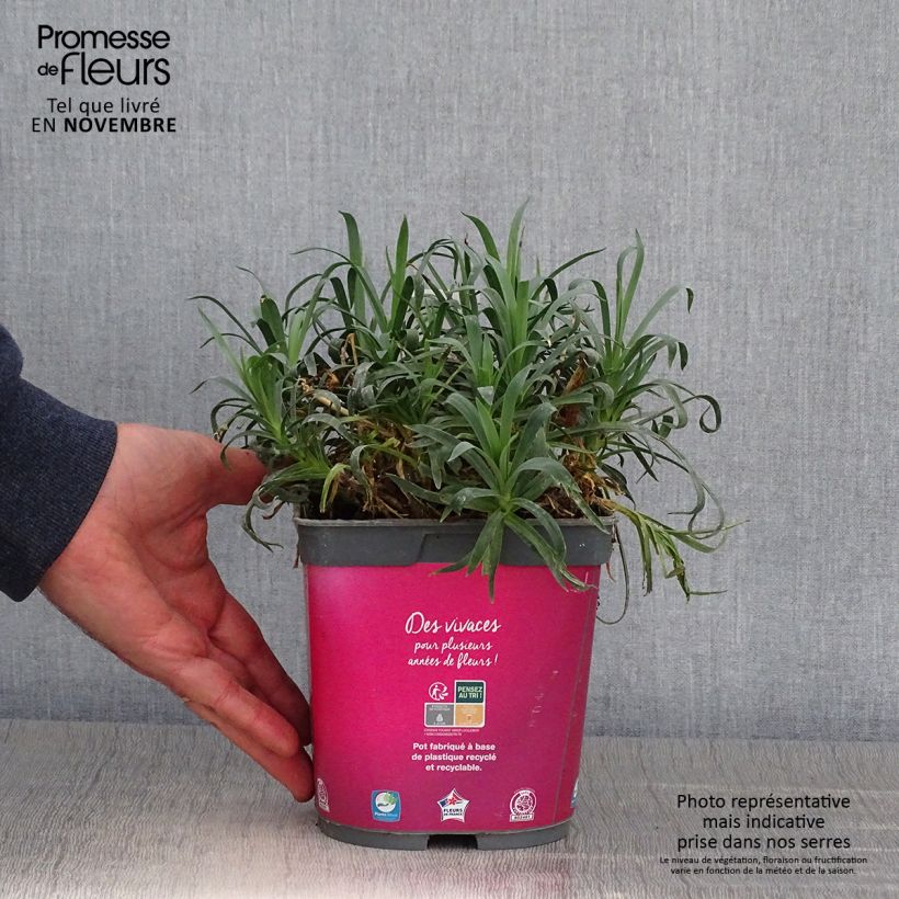 Spécimen de Dianthus Scent First Sugar Plum - Œillet mignardise Pot de 2L/3L tel que livré en automne