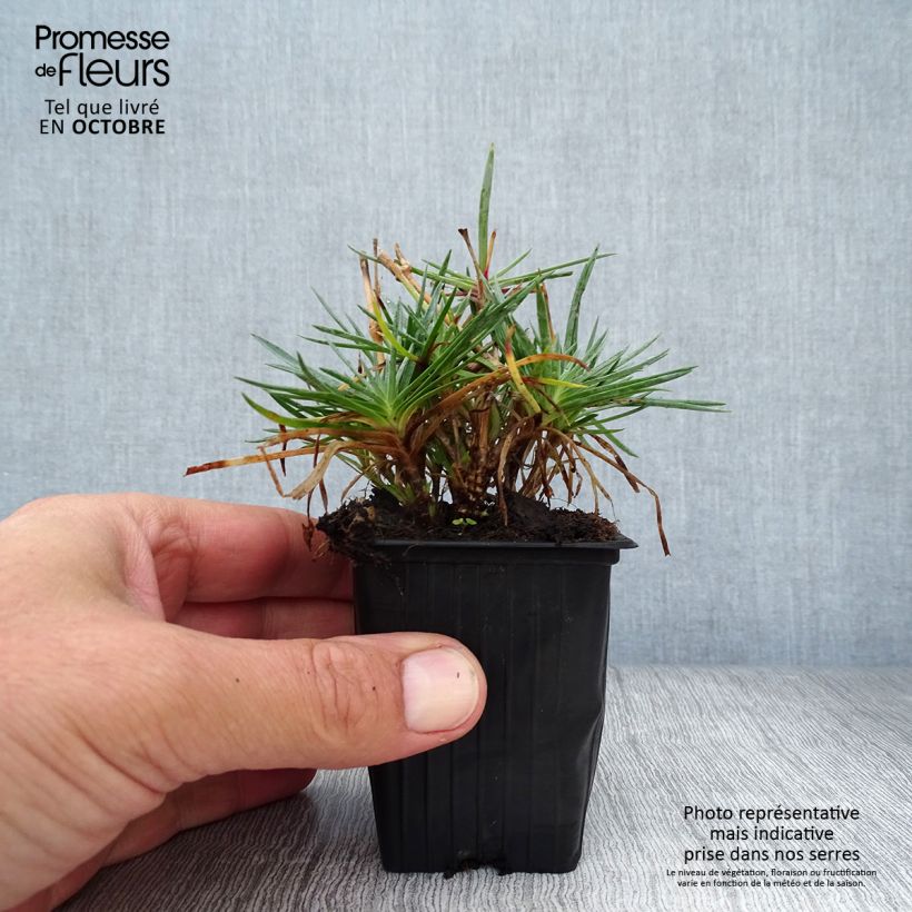 Spécimen de Dianthus Scent First Tickled Pink - Œillet mignardise Godet de 7/8 cm tel que livré en automne