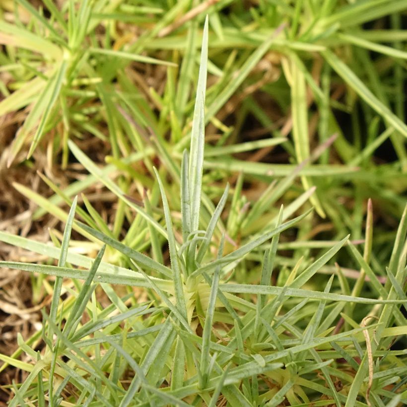 Dianthus spiculifolius, Oeillet (Feuillage)