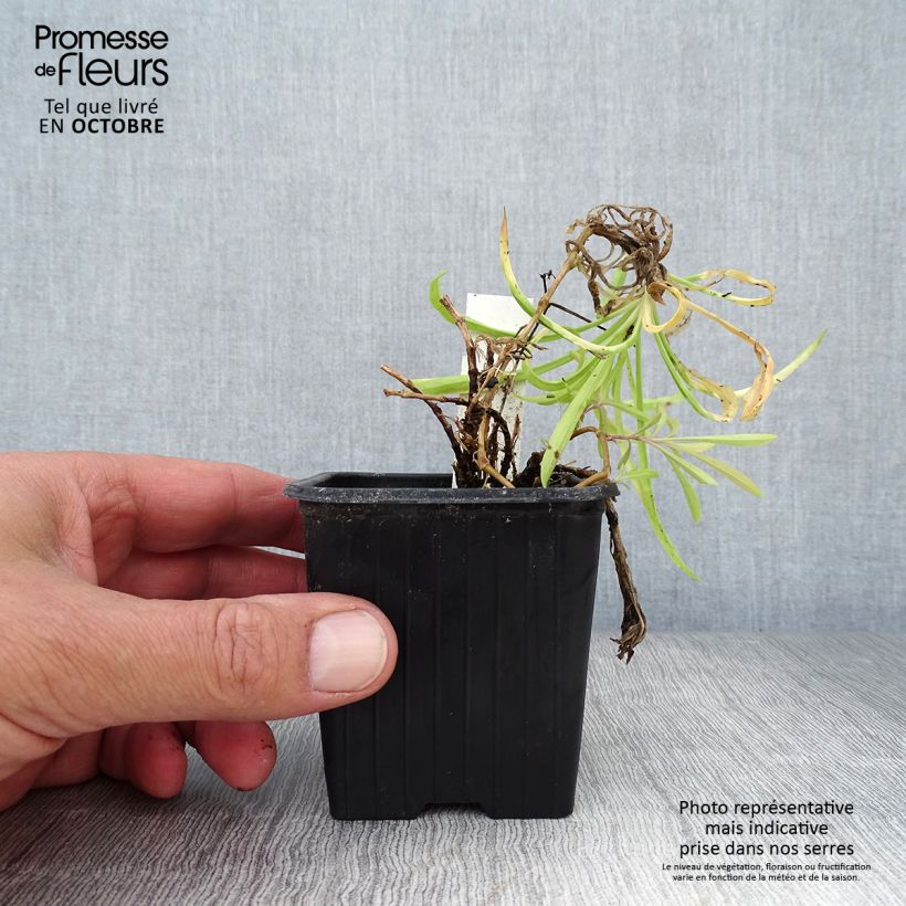 Spécimen de Dianthus superbus - Oeillet superbe Godet de 8/9 cm tel que livré en automne