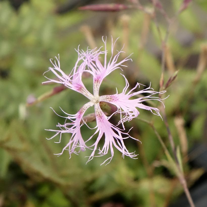 Dianthus superbus - Oeillet superbe (Floraison)