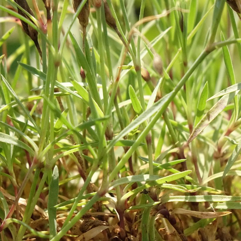 Dianthus Vivid Bright Light - Oeillet tapissant (Feuillage)