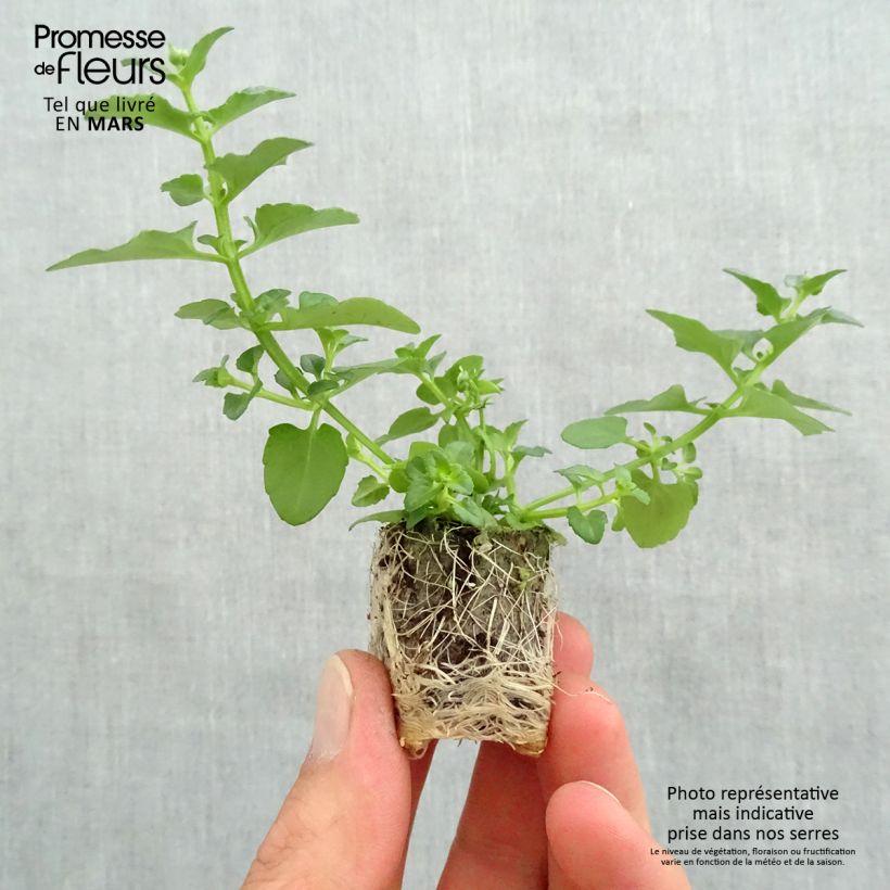 Spécimen de Diascia Breezee Plus Red Mini-motte Ø 1,5/2,5 cm tel que livré au printemps