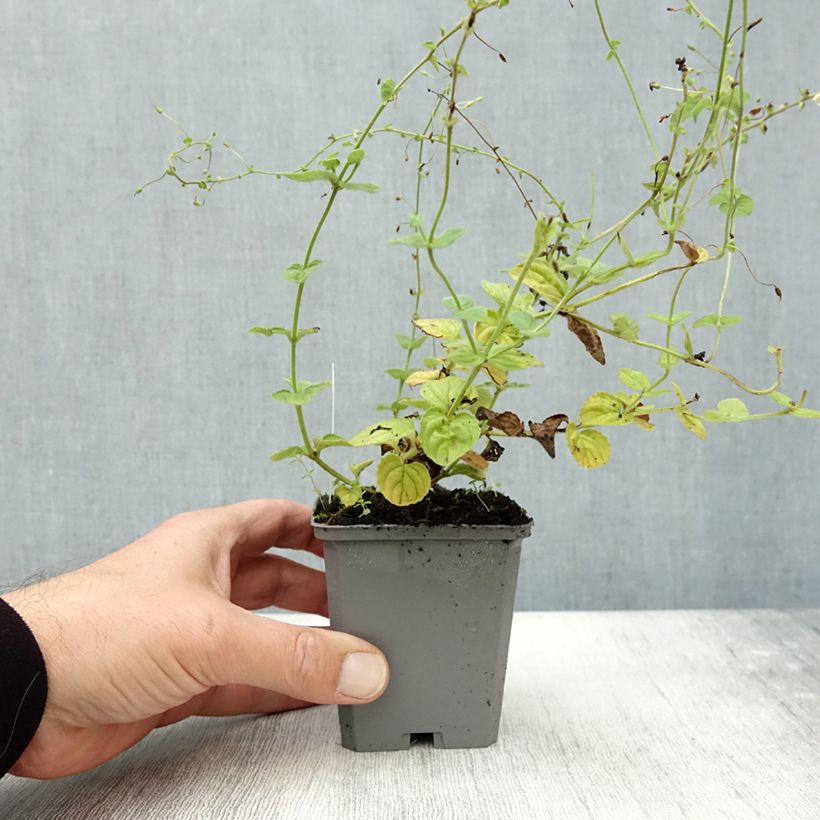 Spécimen de Diascia fetcaniensis - Diascie rose vif Godet de 8/9 cm tel que livré en automne