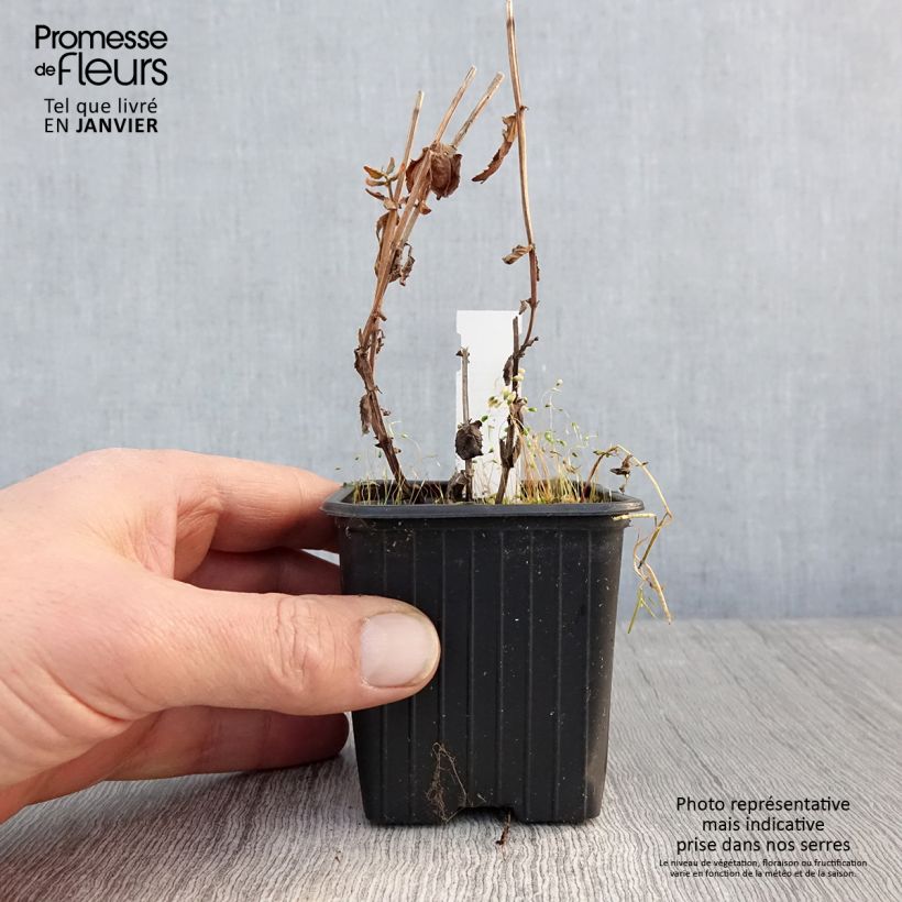 Spécimen de Diascia personata - Diascie Godet de 8/9 cm tel que livré en hiver