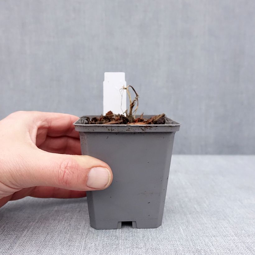 Spécimen de Dicentra Pink Diamonds - Coeur de Marie Godet de 8/9 cm tel que livré en hiver